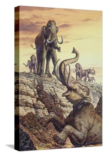 Stretched Canvas Print, , large