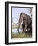 Columbian Mammoth-null-Framed Photographic Print