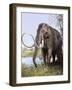 Columbian Mammoth-null-Framed Photographic Print