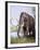 Columbian Mammoth-null-Framed Photographic Print