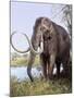 Columbian Mammoth-null-Mounted Photographic Print
