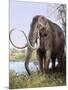 Columbian Mammoth-null-Mounted Photographic Print