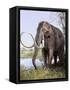 Columbian Mammoth-null-Framed Stretched Canvas