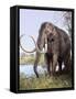 Columbian Mammoth-null-Framed Stretched Canvas