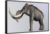 Columbian Mammoth-null-Framed Stretched Canvas