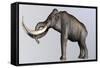 Columbian Mammoth-null-Framed Stretched Canvas