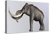 Columbian Mammoth-null-Stretched Canvas