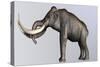 Columbian Mammoth-null-Stretched Canvas