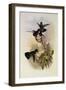 Columbian Violet-Ear, Petasophora Anais-John Gould-Framed Giclee Print