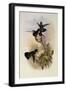 Columbian Violet-Ear, Petasophora Anais-John Gould-Framed Giclee Print