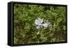 Columbine, a native Wildflower in the Pecos Wilderness, Sangre De Cristo Mountains-null-Framed Stretched Canvas