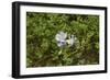 Columbine, a native Wildflower in the Pecos Wilderness, Sangre De Cristo Mountains-null-Framed Photographic Print