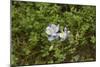 Columbine, a native Wildflower in the Pecos Wilderness, Sangre De Cristo Mountains-null-Mounted Photographic Print