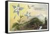 Columbine and Mountain-null-Framed Stretched Canvas