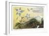 Columbine and Mountain-null-Framed Art Print