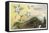 Columbine and Mountain-null-Framed Stretched Canvas