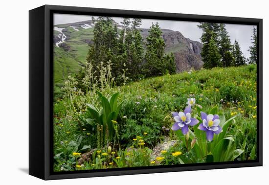 Columbine and Wildflowers in Colorado Mountain Basin-kvd design-Framed Stretched Canvas