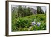 Columbine and Wildflowers in Colorado Mountain Basin-kvd design-Framed Photographic Print