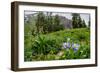 Columbine and Wildflowers in Colorado Mountain Basin-kvd design-Framed Photographic Print