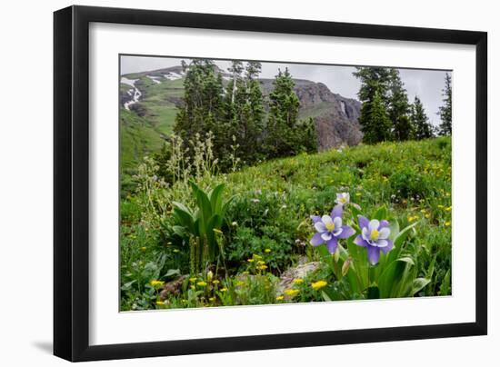 Columbine and Wildflowers in Colorado Mountain Basin-kvd design-Framed Photographic Print