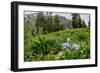 Columbine and Wildflowers in Colorado Mountain Basin-kvd design-Framed Photographic Print