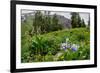 Columbine and Wildflowers in Colorado Mountain Basin-kvd design-Framed Photographic Print