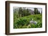 Columbine and Wildflowers in Colorado Mountain Basin-kvd design-Framed Photographic Print