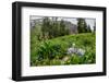 Columbine and Wildflowers in Colorado Mountain Basin-kvd design-Framed Photographic Print