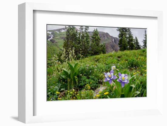 Columbine and Wildflowers in Colorado Mountain Basin-kvd design-Framed Photographic Print