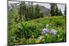 Columbine and Wildflowers in Colorado Mountain Basin-kvd design-Mounted Photographic Print