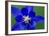 Columbine (Aquilegia Sp) Flower, Triglav National Park, Slovenia, June 2009-Zupanc-Framed Photographic Print