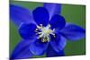 Columbine (Aquilegia Sp) Flower, Triglav National Park, Slovenia, June 2009-Zupanc-Mounted Photographic Print