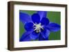 Columbine (Aquilegia Sp) Flower, Triglav National Park, Slovenia, June 2009-Zupanc-Framed Photographic Print