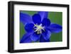 Columbine (Aquilegia Sp) Flower, Triglav National Park, Slovenia, June 2009-Zupanc-Framed Photographic Print