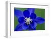 Columbine (Aquilegia Sp) Flower, Triglav National Park, Slovenia, June 2009-Zupanc-Framed Photographic Print