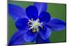 Columbine (Aquilegia Sp) Flower, Triglav National Park, Slovenia, June 2009-Zupanc-Mounted Photographic Print