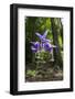 Columbine (Aquilegia Sp) in Flower, Slovak Paradise National Park, Slovensky Raj, Slovakia, May-Wothe-Framed Photographic Print