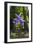 Columbine (Aquilegia Sp) in Flower, Slovak Paradise National Park, Slovensky Raj, Slovakia, May-Wothe-Framed Photographic Print