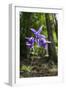 Columbine (Aquilegia Sp) in Flower, Slovak Paradise National Park, Slovensky Raj, Slovakia, May-Wothe-Framed Photographic Print