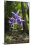 Columbine (Aquilegia Sp) in Flower, Slovak Paradise National Park, Slovensky Raj, Slovakia, May-Wothe-Mounted Photographic Print