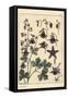 Columbine, Aquilegia Vulgaris, Flower Parts, 1897 (Lithograph)-Eugene Grasset-Framed Stretched Canvas