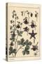 Columbine, Aquilegia Vulgaris, Flower Parts, 1897 (Lithograph)-Eugene Grasset-Stretched Canvas