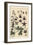 Columbine, Aquilegia Vulgaris, Flower Parts, 1897 (Lithograph)-Eugene Grasset-Framed Giclee Print