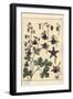 Columbine, Aquilegia Vulgaris, Flower Parts, 1897 (Lithograph)-Eugene Grasset-Framed Giclee Print