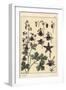 Columbine, Aquilegia Vulgaris, Flower Parts, 1897 (Lithograph)-Eugene Grasset-Framed Giclee Print