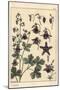 Columbine, Aquilegia Vulgaris, Flower Parts, 1897 (Lithograph)-Eugene Grasset-Mounted Giclee Print