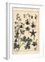 Columbine, Aquilegia Vulgaris, Flower Parts, 1897 (Lithograph)-Eugene Grasset-Framed Giclee Print