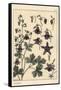 Columbine, Aquilegia Vulgaris, Flower Parts, 1897 (Lithograph)-Eugene Grasset-Framed Stretched Canvas