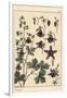 Columbine, Aquilegia Vulgaris, Flower Parts, 1897 (Lithograph)-Eugene Grasset-Framed Giclee Print