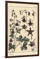 Columbine, Aquilegia Vulgaris, Flower Parts, 1897 (Lithograph)-Eugene Grasset-Framed Giclee Print